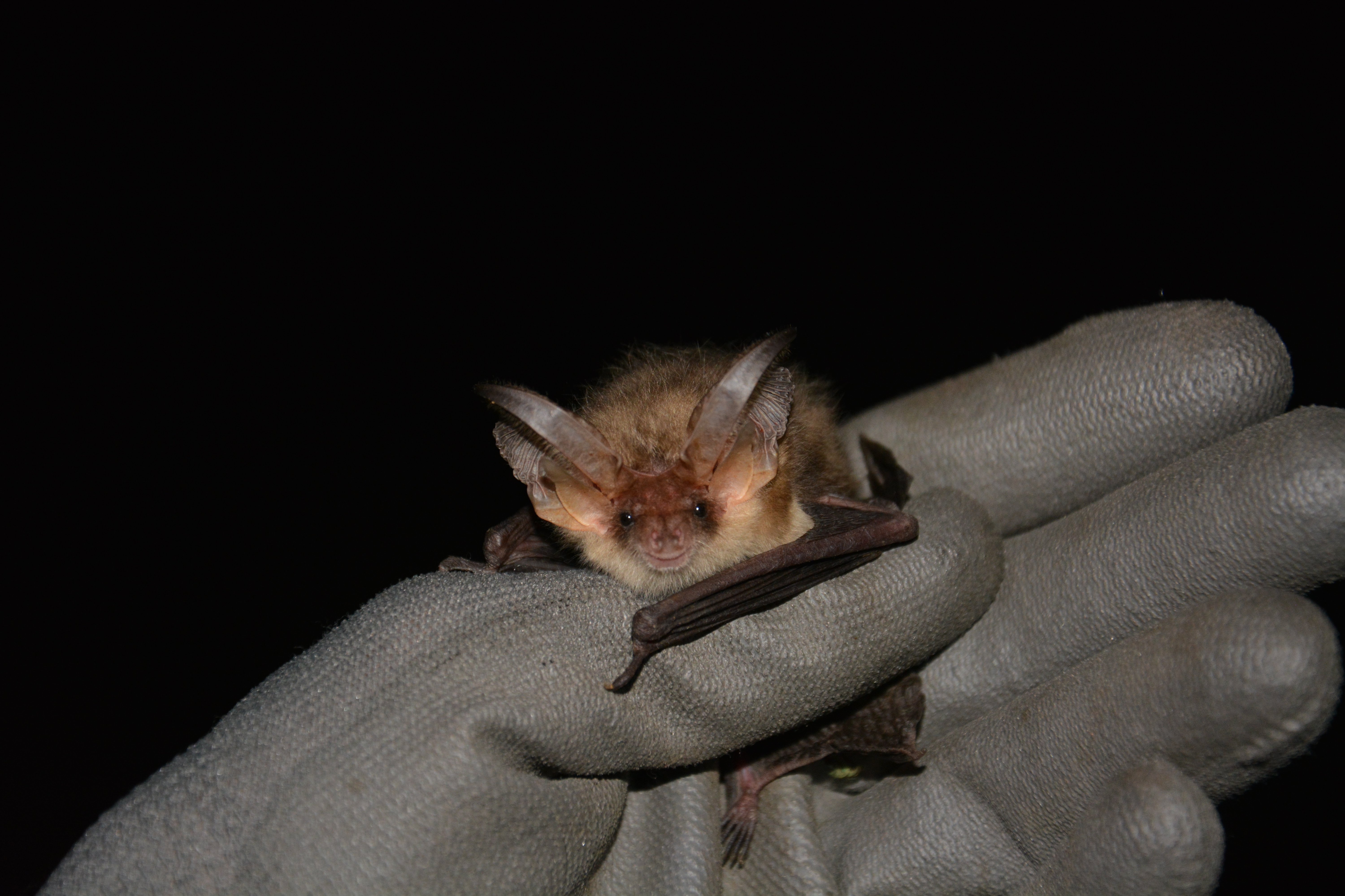 Image de la formation Les chiroptères et la gestion forestière